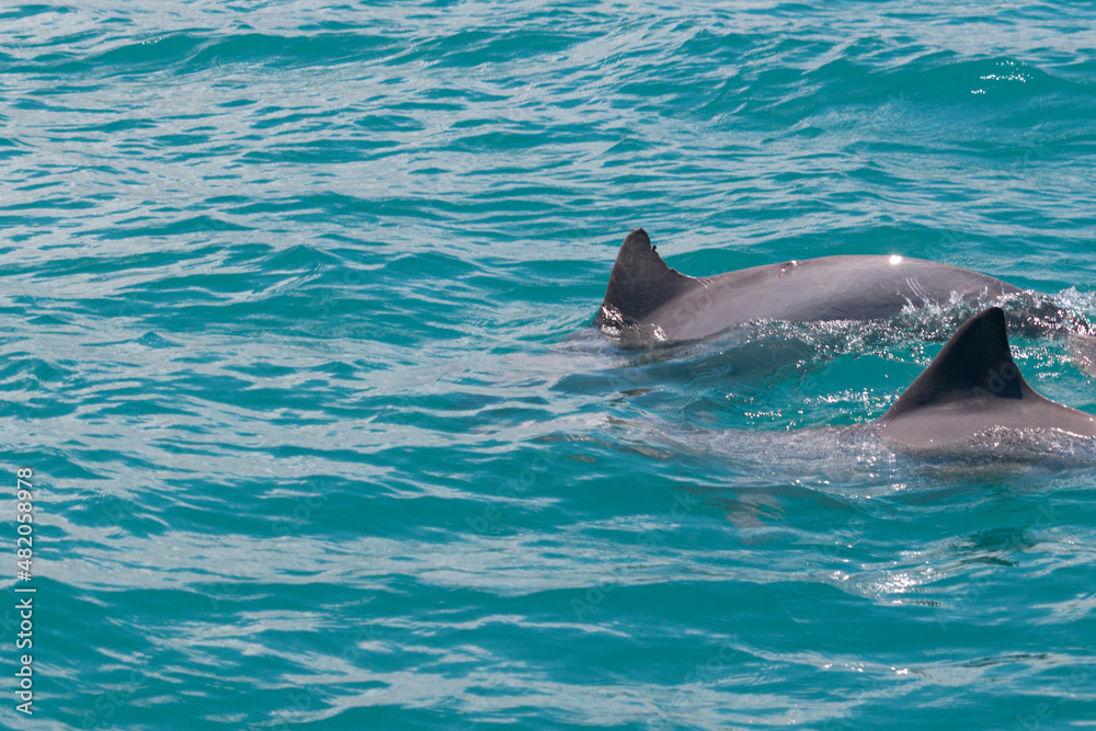 Fototapeta premium dolphin in the water