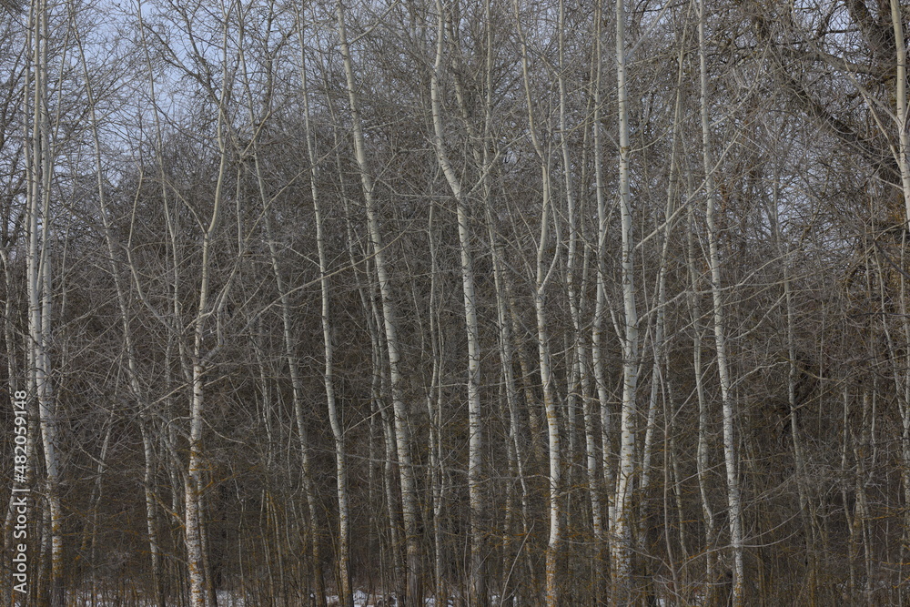 Fototapeta premium Aspen in the Winter Sunny Forest