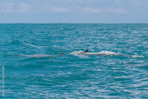 Golfinhos photo