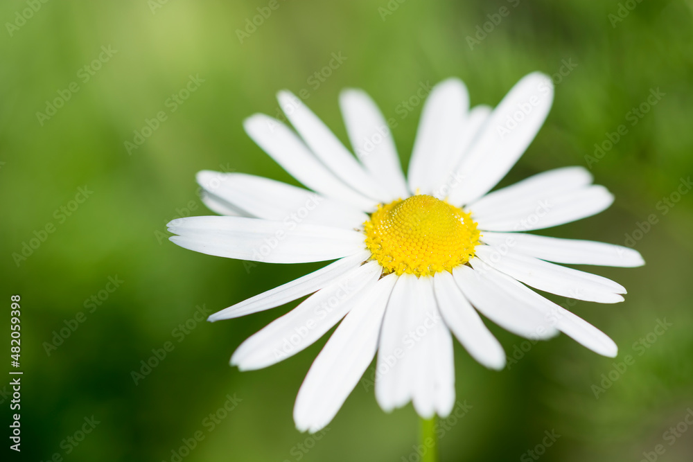 Obraz premium Chamomile macro on sunny blurred background. Macro nature flower closeup. Blooming chamomile field