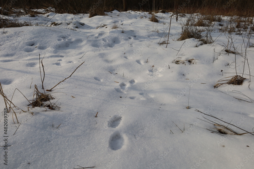 Traces of wild animals in the snow on a sunny day, footprints 