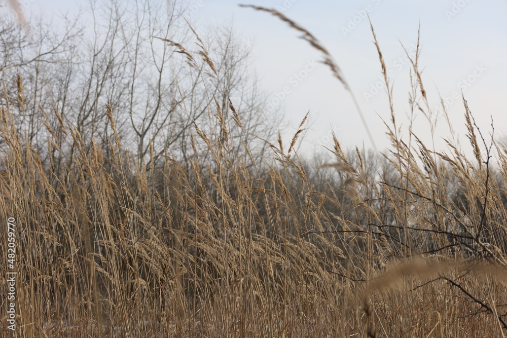Fototapeta premium Dry herbs in the winter forest