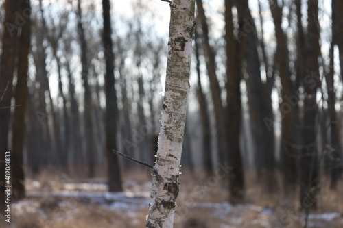 Birch in the Winter Sunny Forest