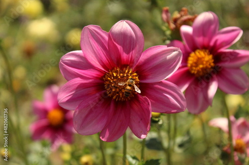 pink cosmos flower