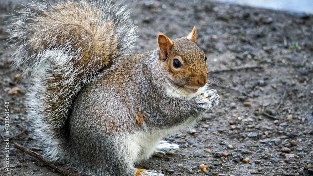 Gray squirrel with a nut in its paws Gray squirrel with a nut in its paws