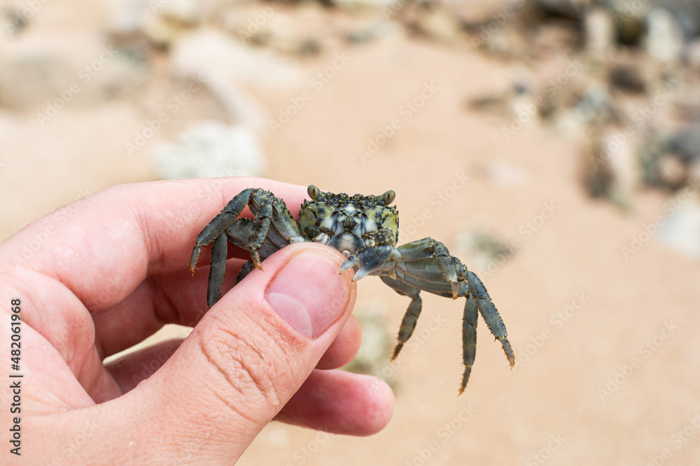 A small crab in hand on the Egypt beach, Sharm ash Sheikh
