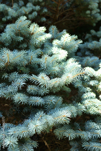 The foliage of 'Montgomery' Colorado blue spruce (Picea pungens 'Montgomery')