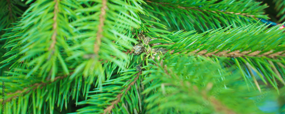 green branches of a christmas tree, close up