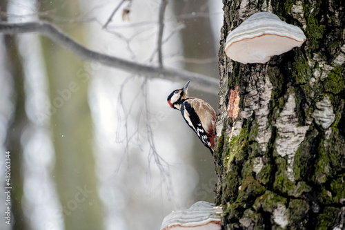 White-backed woodpecker sitting on a tree in the woods in winter.