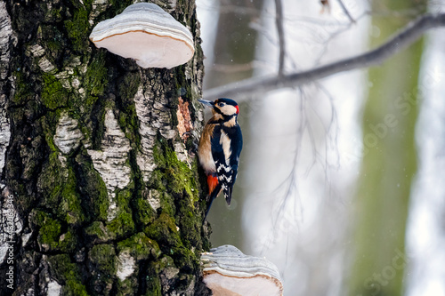 White-backed woodpecker sitting on a tree in the woods in winter.