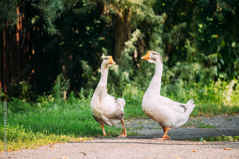 Two White Farm Geese Goose Walking In Farm Yard In The Countryside. Two White Farm Geese Goose Walking In Farm Yard In The Countryside. Two White Farm Geese Goose Walking In Farm Yard In The Countryside. Two White Farm Geese Goose Walking In Farm Yard In The Countryside.