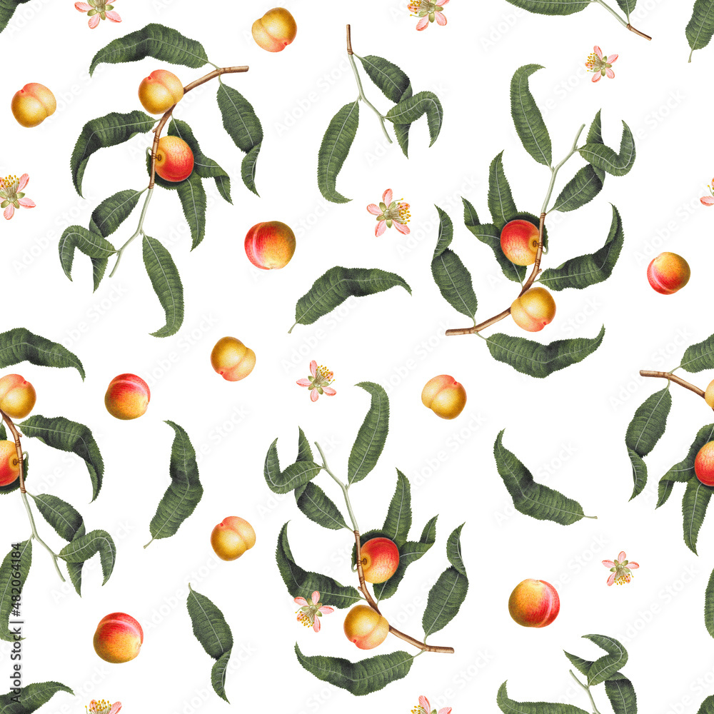Seamless pattern with peach fruits, blossom and green leaves on white background, vintage botanical wallpaper