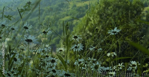 wild flowers on the mountainside