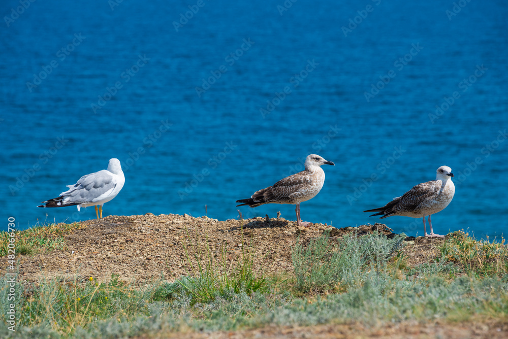 A family of three seagulls sitting on the Black Sea coast A family of three seagulls sitting on the Black Sea coast