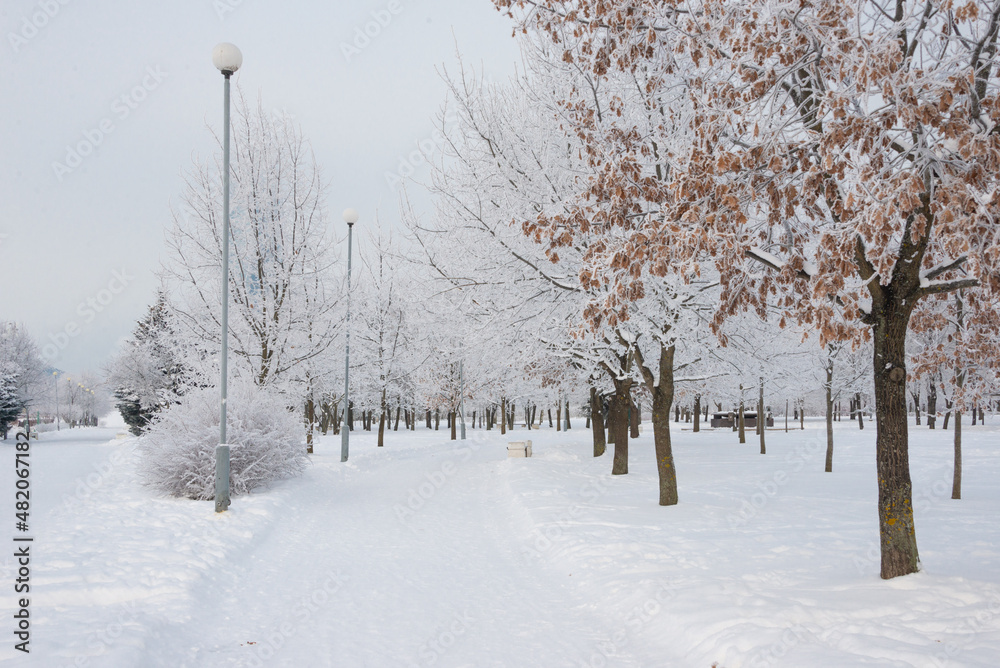 Winter landscape, trees in the snow Winter landscape, trees in the snow