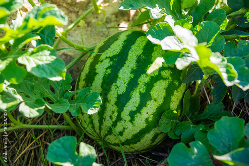 Small watermelons grow in the garden close-up