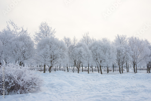 Wallpaper Mural Winter landscape, trees in the snow Torontodigital.ca