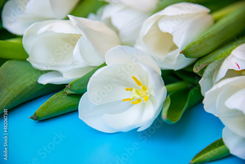White tulips on blue background