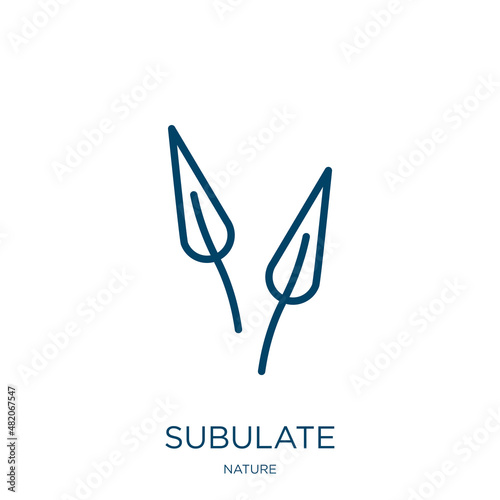 subulate icon from nature collection. Thin linear subulate, nature, obcordate outline icon isolated on white background. Line vector subulate sign, symbol for web and mobile photo