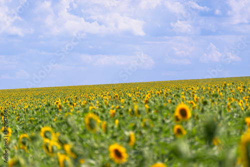 Green field with yellow sunflower flowers.