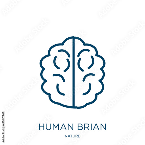 human brian icon from nature collection. Thin linear human brian, idea, head outline icon isolated on white background. Line vector human brian sign, symbol for web and mobile photo