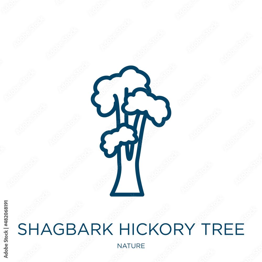 shagbark hickory tree icon from nature collection. Thin linear shagbark