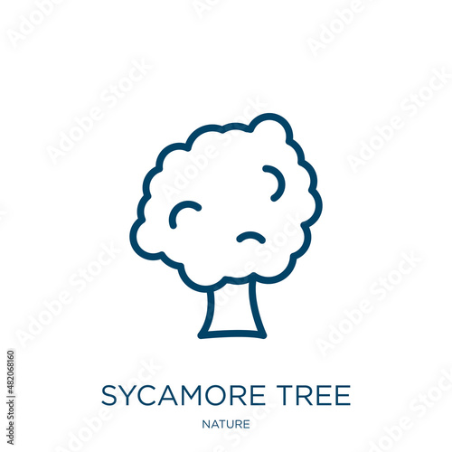 sycamore tree icon from nature collection. Thin linear sycamore tree, oak, sycamore outline icon isolated on white background. Line vector sycamore tree sign, symbol for web and mobile