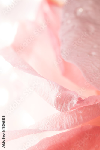 Close up of beautiful fresh rose and dew ,Extreme macro shot with soft and very shallow depth of field .Background of love for Happy Women's, Mother's, Valentine's Day, birthday greeting card design.