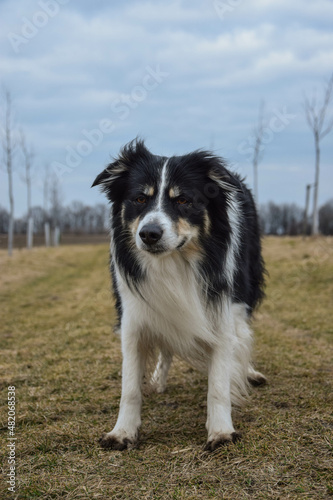 border collie is standing in the field in the nature, in mountain in czech republic. She is very happy. © doda