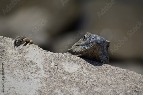 Garrobo mirando