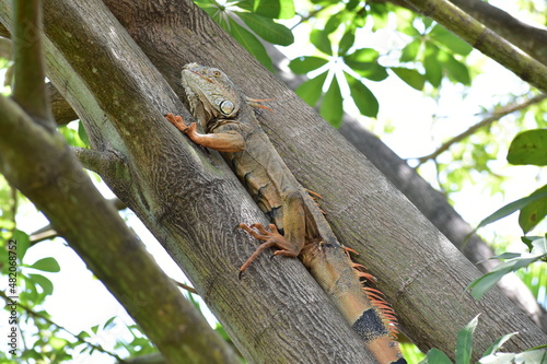 Iguana completa en árbol 