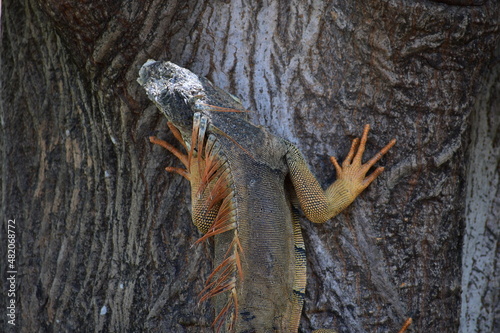 Árbol café e Iguana 