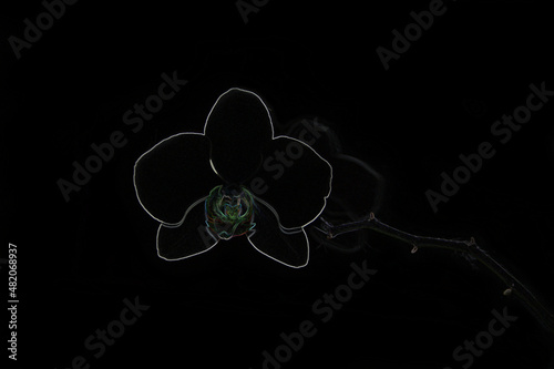 lonely flower, incomprehension
