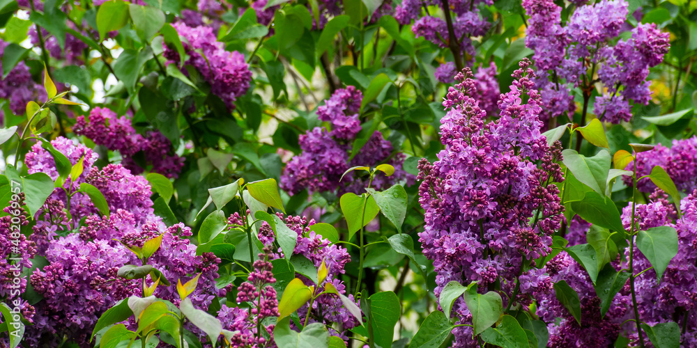 purple lilac shrub blossoms in spring. Beautiful floral nature wallpaper in the green garden purple lilac shrub blossoms in spring. Beautiful floral nature wallpaper in the green garden