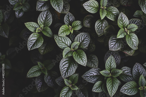Spur flower or plectranthus leaves from above. Dark theme photo