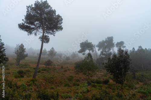 Mediterranean forest with pines and bushes, on a cloudy and foggy day.