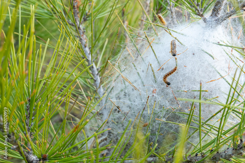 Nest of processionary caterpillars (Thaumetopoea processionea), in the branches of a pine tree photo