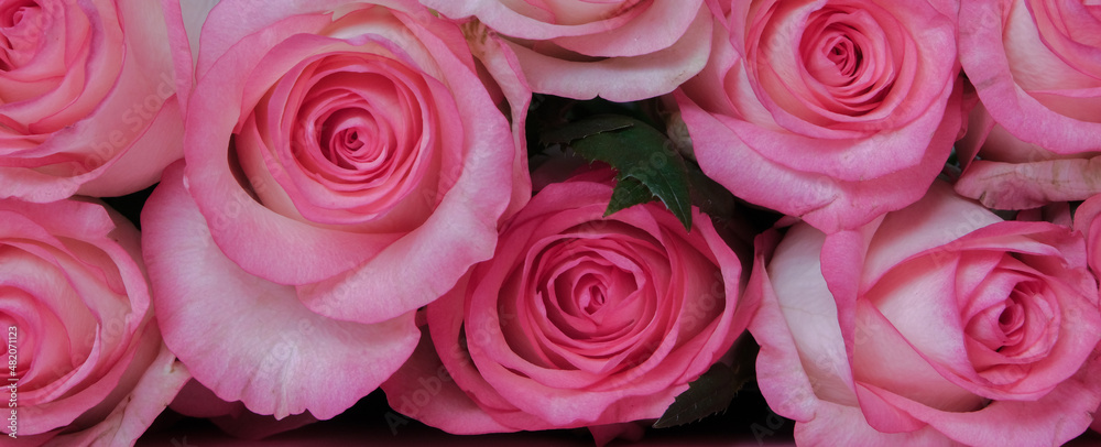 beautiful bouquet of pink roses on pink background. Mother's day, Valentines Day, 8 march. Birthday celebration concept. Greeting card. Copy space, top view. banner