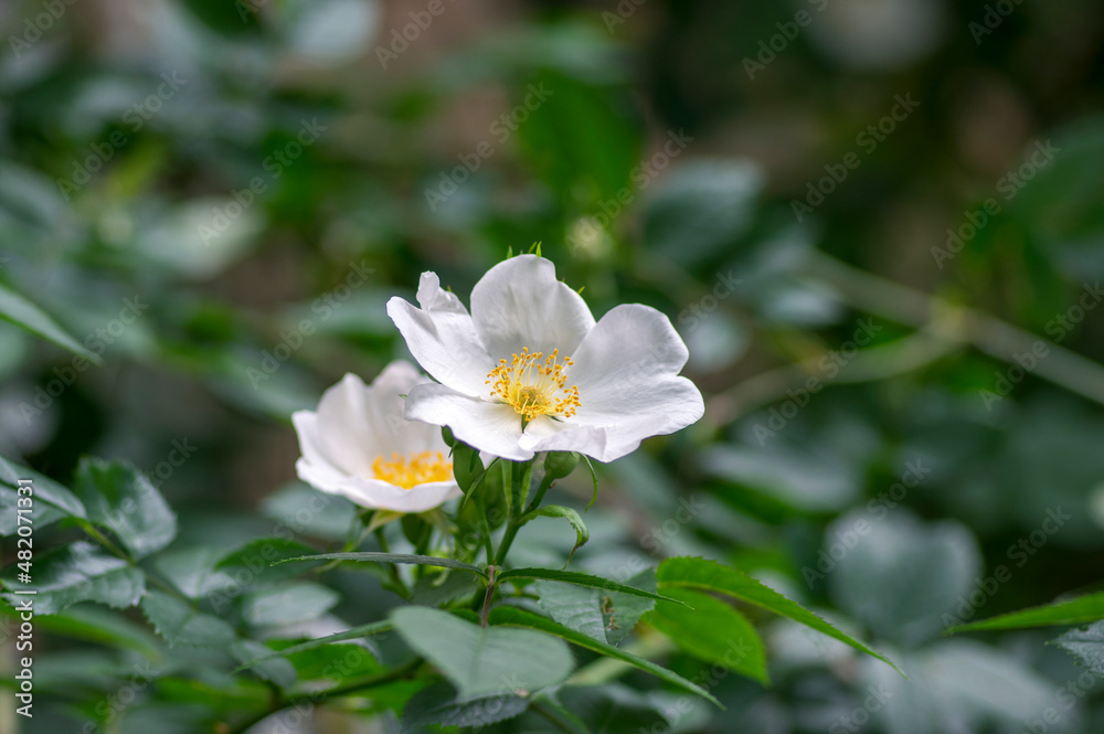 Dog rose Rosa canina corymbifera white flowers in bloom on branches, beautiful wild flowering shrub