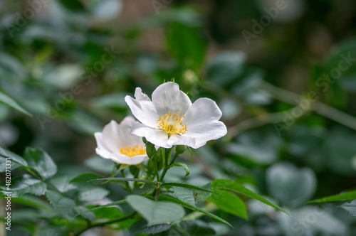 Dog rose Rosa canina corymbifera white flowers in bloom on branches, beautiful wild flowering shrub
