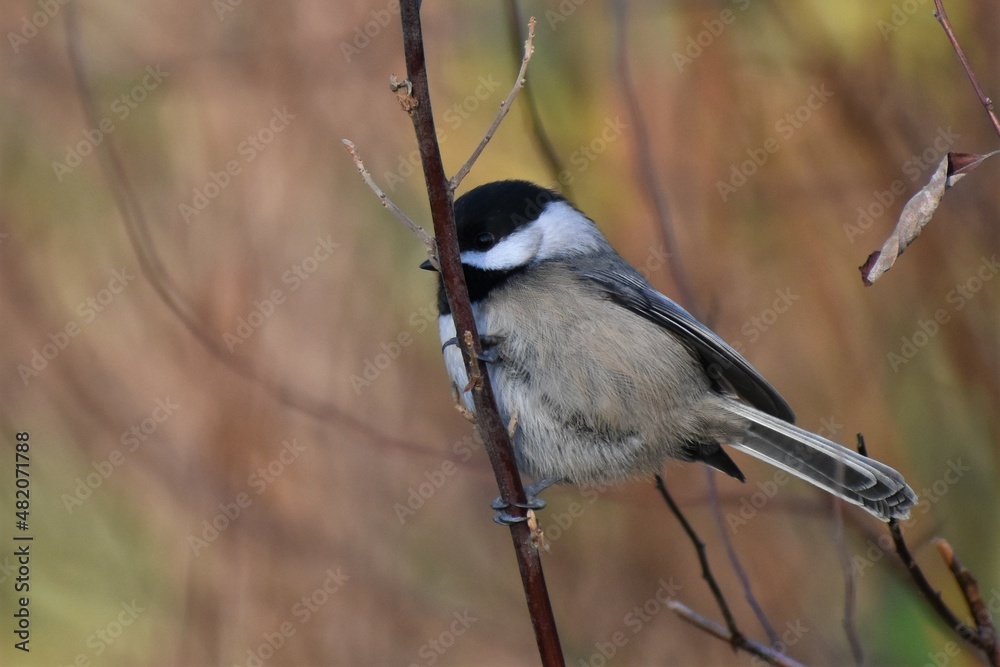 Cute Black Capped Chickadee perched on a branch, out of focus tan background. Cute Black Capped Chickadee perched on a branch, out of focus tan background.