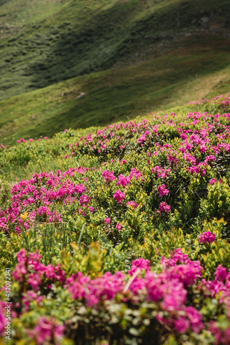 Pink rhododendron flowers on summer mountain. Carpathian mountains  Ukraine  Europe. Discover the beauty of earth. Tourism concept