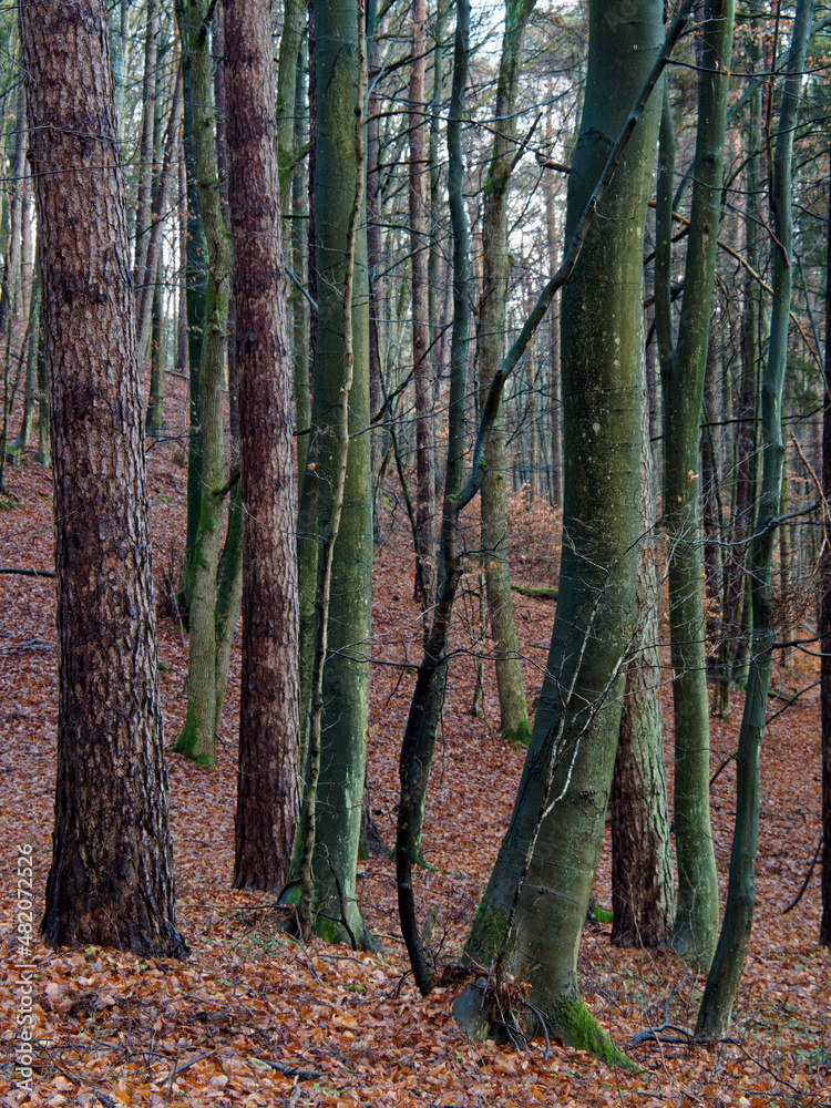 Obraz premium OLYMPUS DIGITAL CAMERA