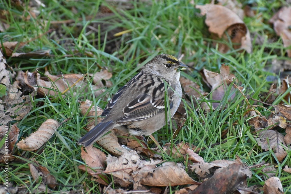 Savannah Sparrow standing on green grass with dried leaves. Savannah Sparrow standing on green grass with dried leaves.