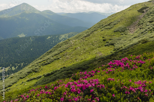 Pink rhododendron flowers on summer mountain. Carpathian mountains, Ukraine, Europe. Discover the beauty of earth. Tourism concept