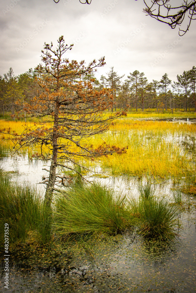 wetlands, viru bog, estonia, lahemaa national park, baltics, baltic countries, europe