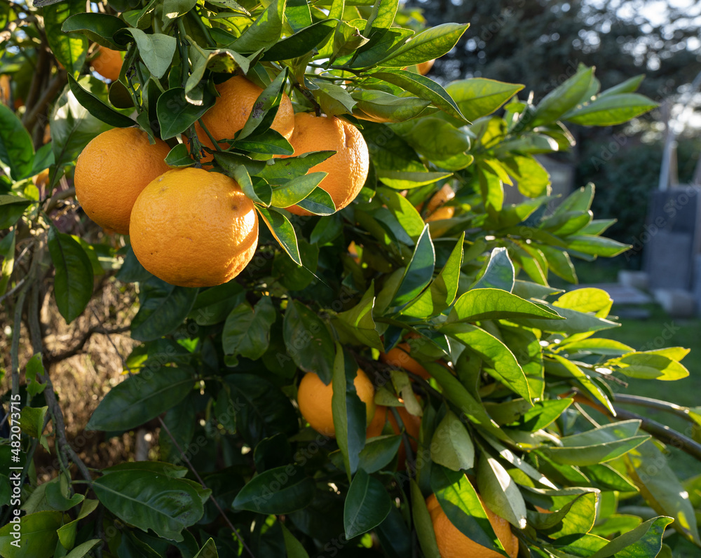 Ripe organic oranges on the tree