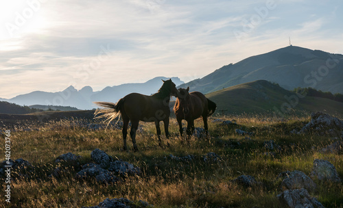 Horses playing in the meadow. © Bojan