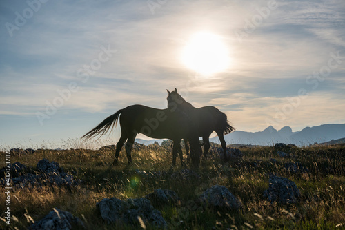 Horses playing in the meadow.