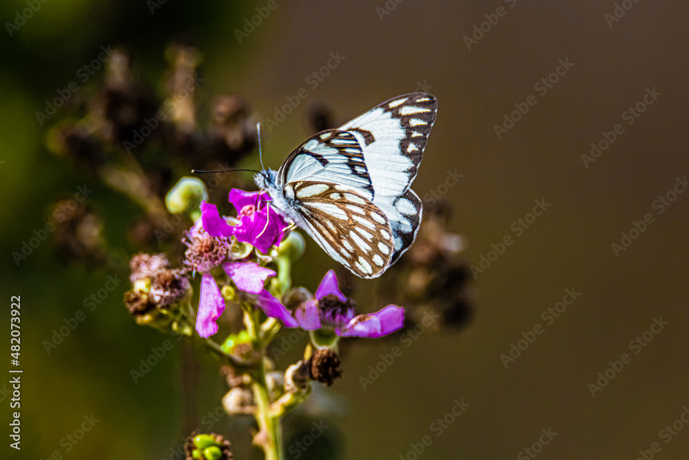 Naklejka premium white butterfly on a flower
